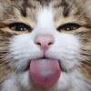 Joegeworn Catman