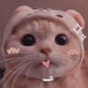 kimvian_