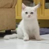 Novyan