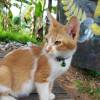 Faris Ahmad