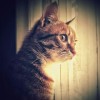 Rifky Fahrezy