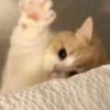 เหมียว🐈