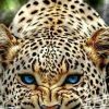 Hafeez Nasan