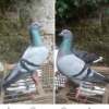 Virgo Chatur