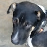 เฟีย