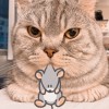 Cat Lam