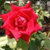 Nang Khan My