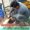 กระรอก สุพรรณบุรี