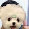 ต๊อก แต๊ก