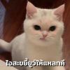 SAM SAM