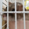 鼠鼠🐹🐹🐹