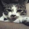 Romeo AN