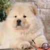 woof