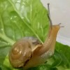 棠棠