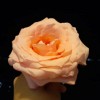 fazzrosé