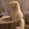 ismook