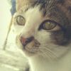 KUCING JANTAN