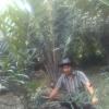 Junaidi Singarimbun