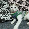 Kitty_Cecil621