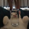 一十七