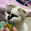โอ ลีฟ