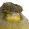 Astro birds