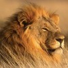aslan sandi