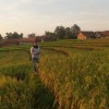 Dian Dian