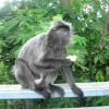 Chim The Monkey