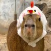 呱
