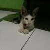 Dini Fatihati
