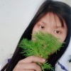 Khin M M Aye
