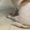 frtvachiraprn