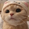 柚子