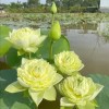 藍色情緣