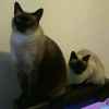 Vivian Tan (with my Siamese)