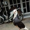 Wawan Setiawan