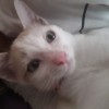 ilovecat