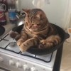 sal