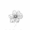Diphylleia Grayi