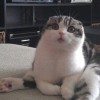 Miaow miaow