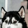Tavish