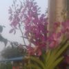 Boonsong Sombat