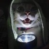 cikbunga