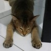 Miss Suraya Azureen 