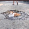 LongCAT
