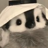 Biko