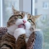 Meowahyuu