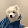 雪