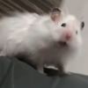 NickYue